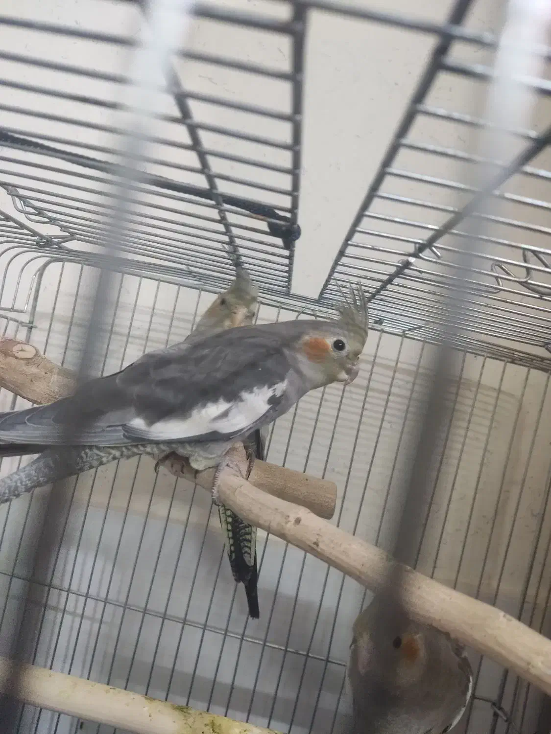 عروس هلندی|پرنده|قزوین, |دیوار