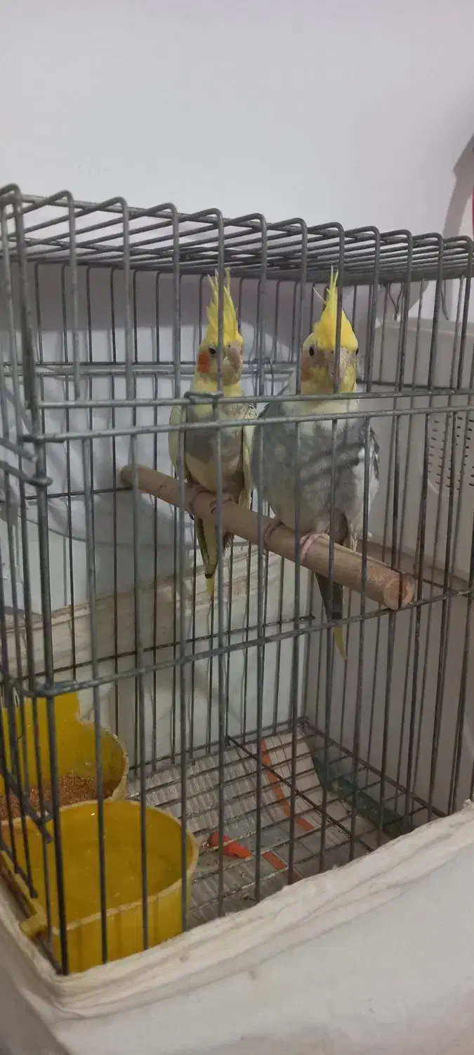 عروس هلندی مولد|پرنده|تاکستان, |دیوار