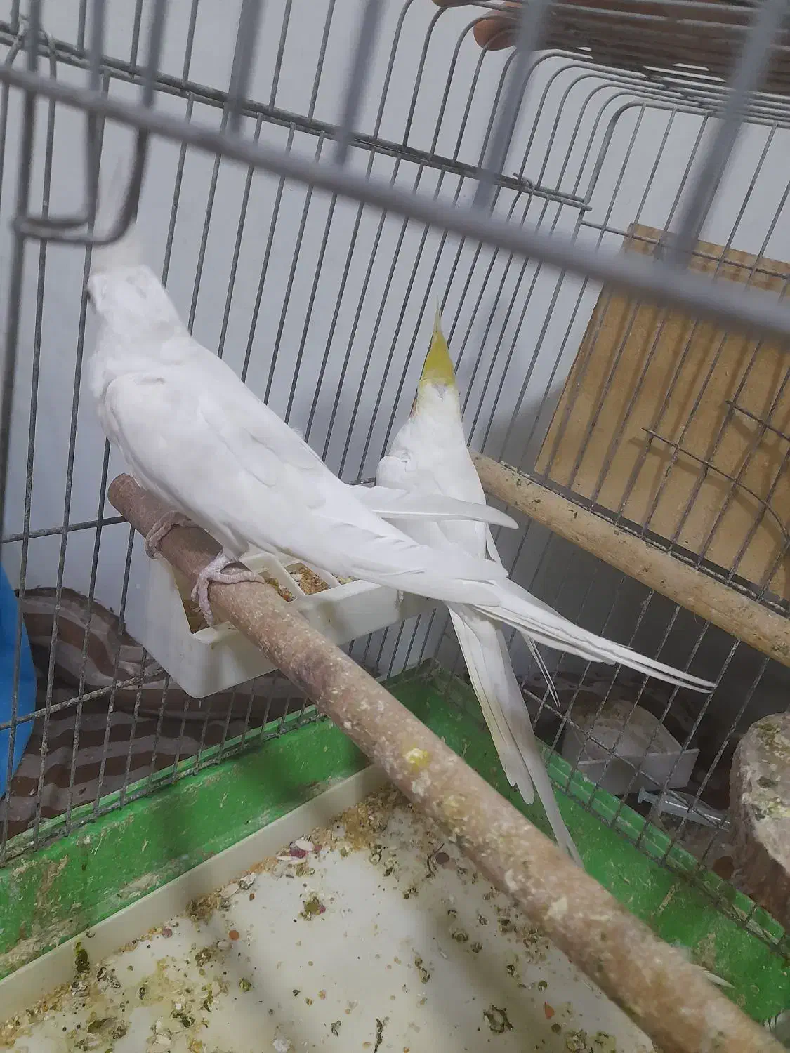 جفت نرو ماده هلندی|پرنده|آبادان, |دیوار