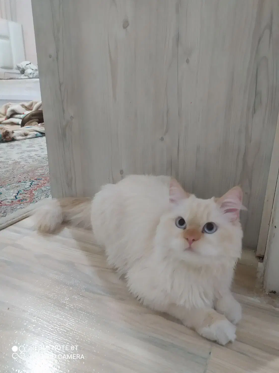 گربه پرشین بریتیش|گربه|مشهد, ابوذر|دیوار