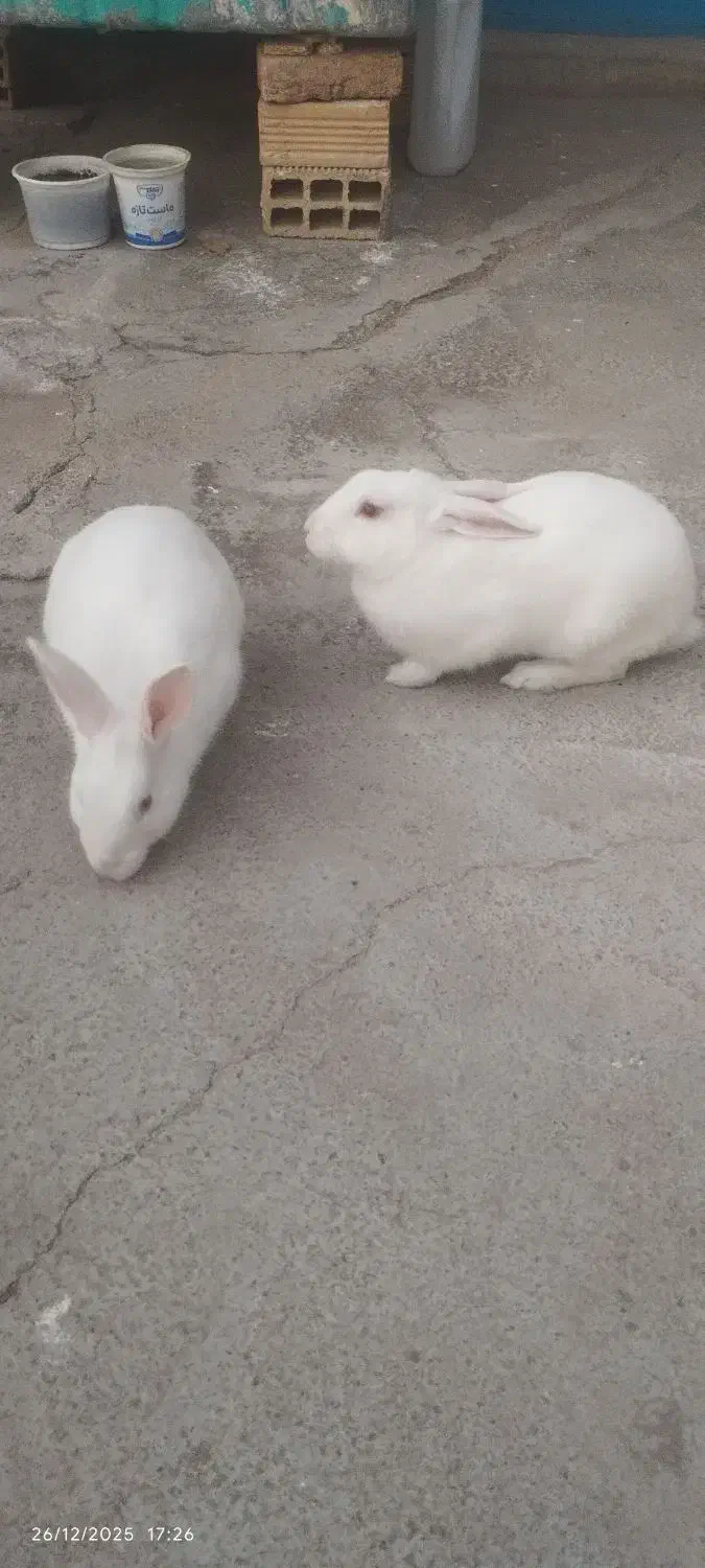 خرگوش چشم شرابی|موش و خرگوش|کوهدشت, |دیوار