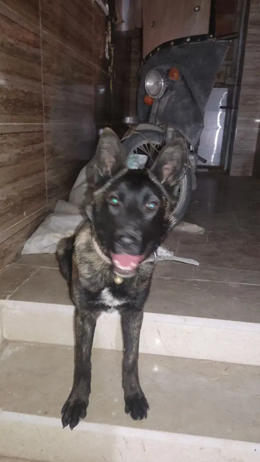 واگذاری|سگ|یزد, |دیوار