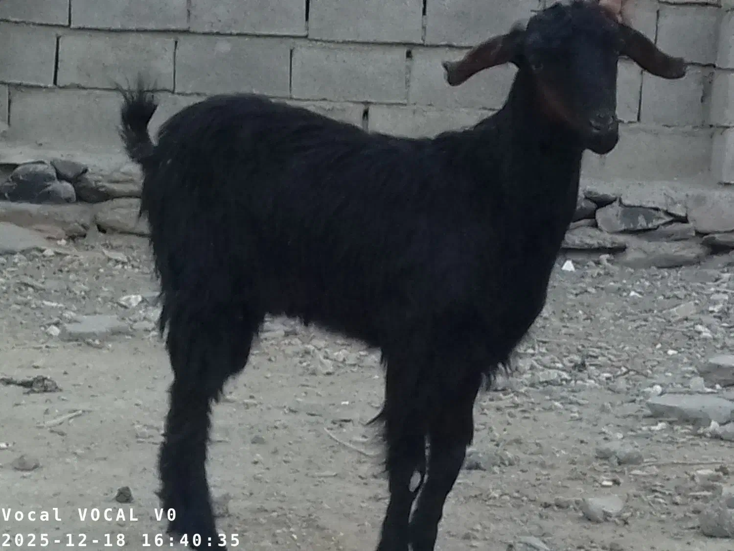 گوسفند فروشی|حیوانات مزرعه|سراوان, |دیوار