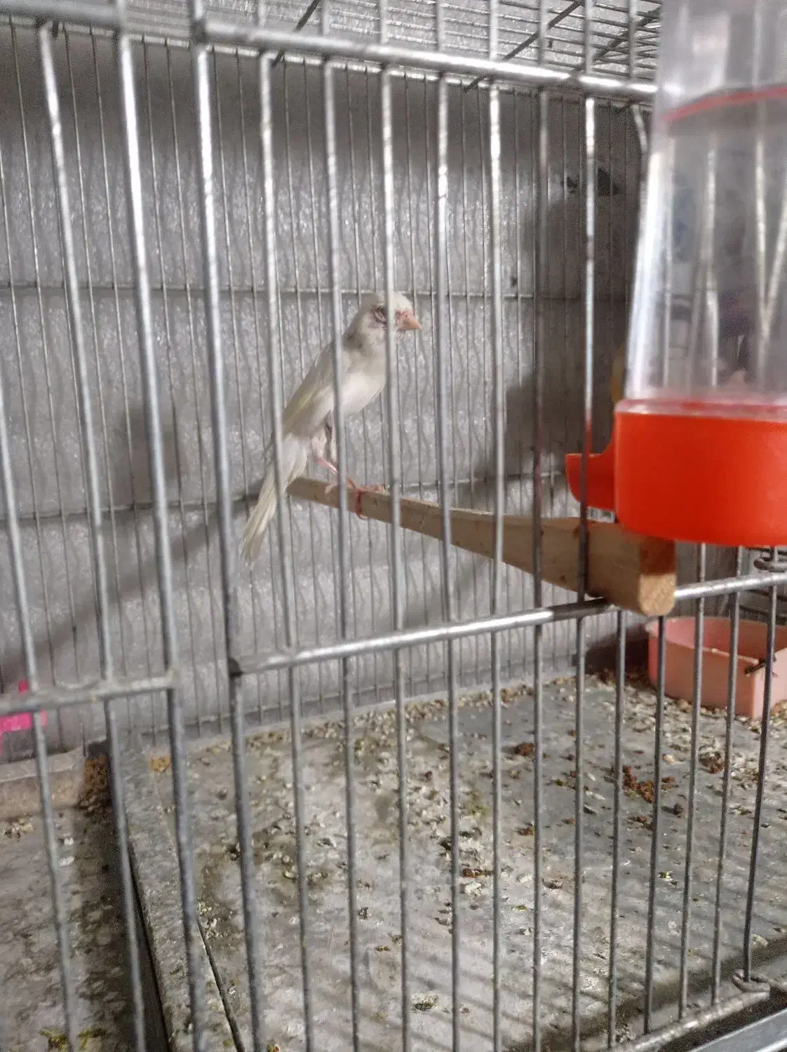 قناری نروماده مست|پرنده|بومهن, |دیوار