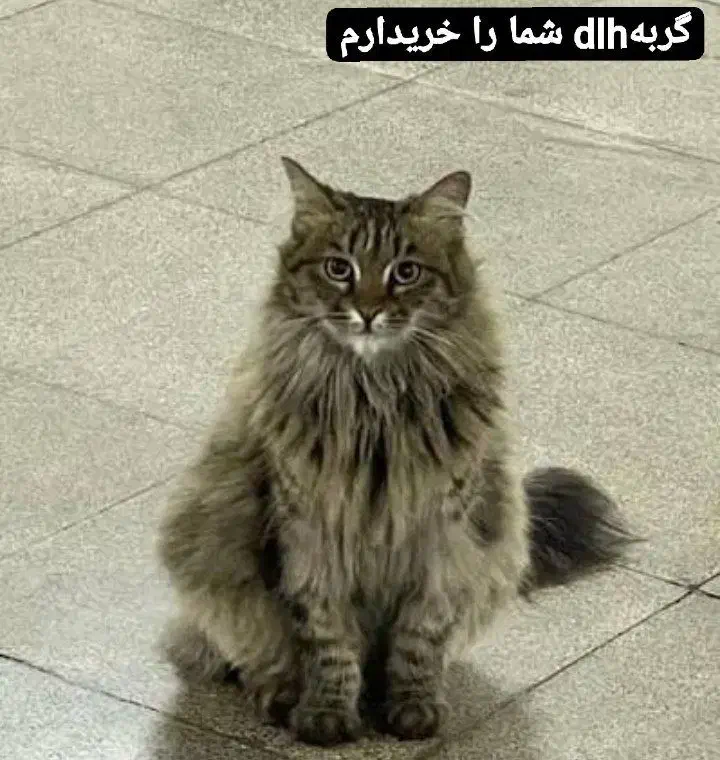 گربه|گربه|زاهدان, |دیوار