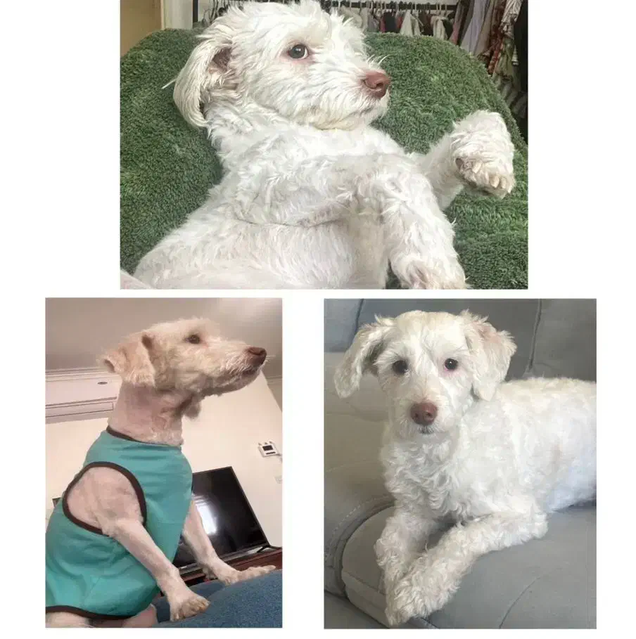 گمشده در محدوده خیابان طلوع|حیوانات|کیش, |دیوار