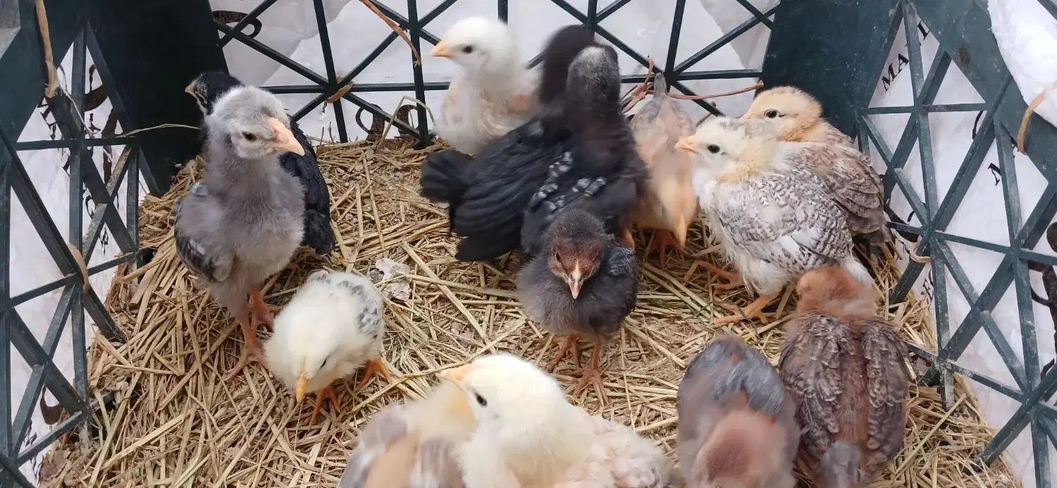 جوجه یک ماهه محلی|حیوانات مزرعه|شفت, |دیوار