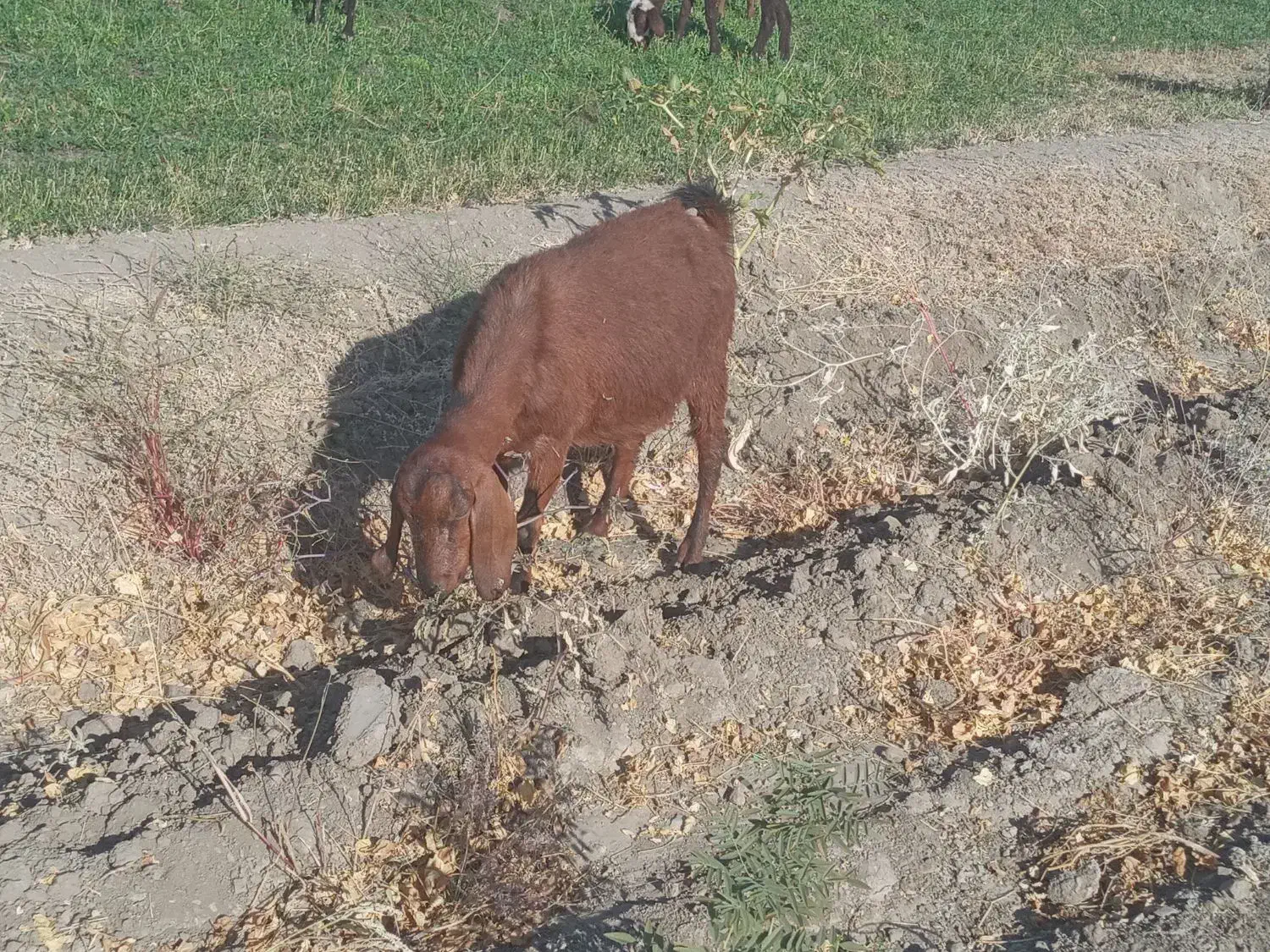 بز ماده جوان|حیوانات مزرعه|بروجرد, |دیوار