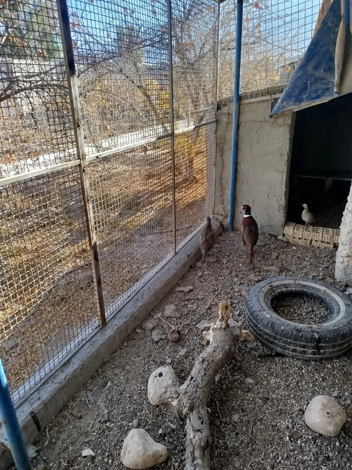 واگذاری طاوس|پرنده|شیراز, محراب|دیوار