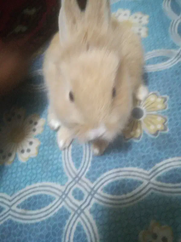 خوش لوپ|موش و خرگوش|قم, دورشهر|دیوار