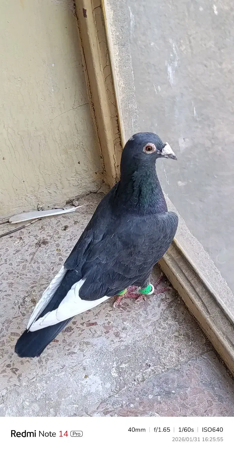 کفتر کبوتر|پرنده|مشهد, سمزقند|دیوار