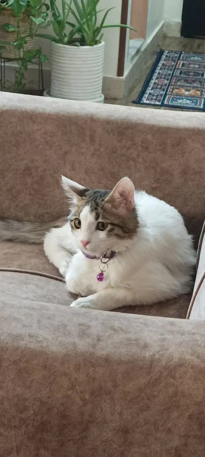 واگذاری گربه|گربه|شهریار, شهرک شاهد|دیوار