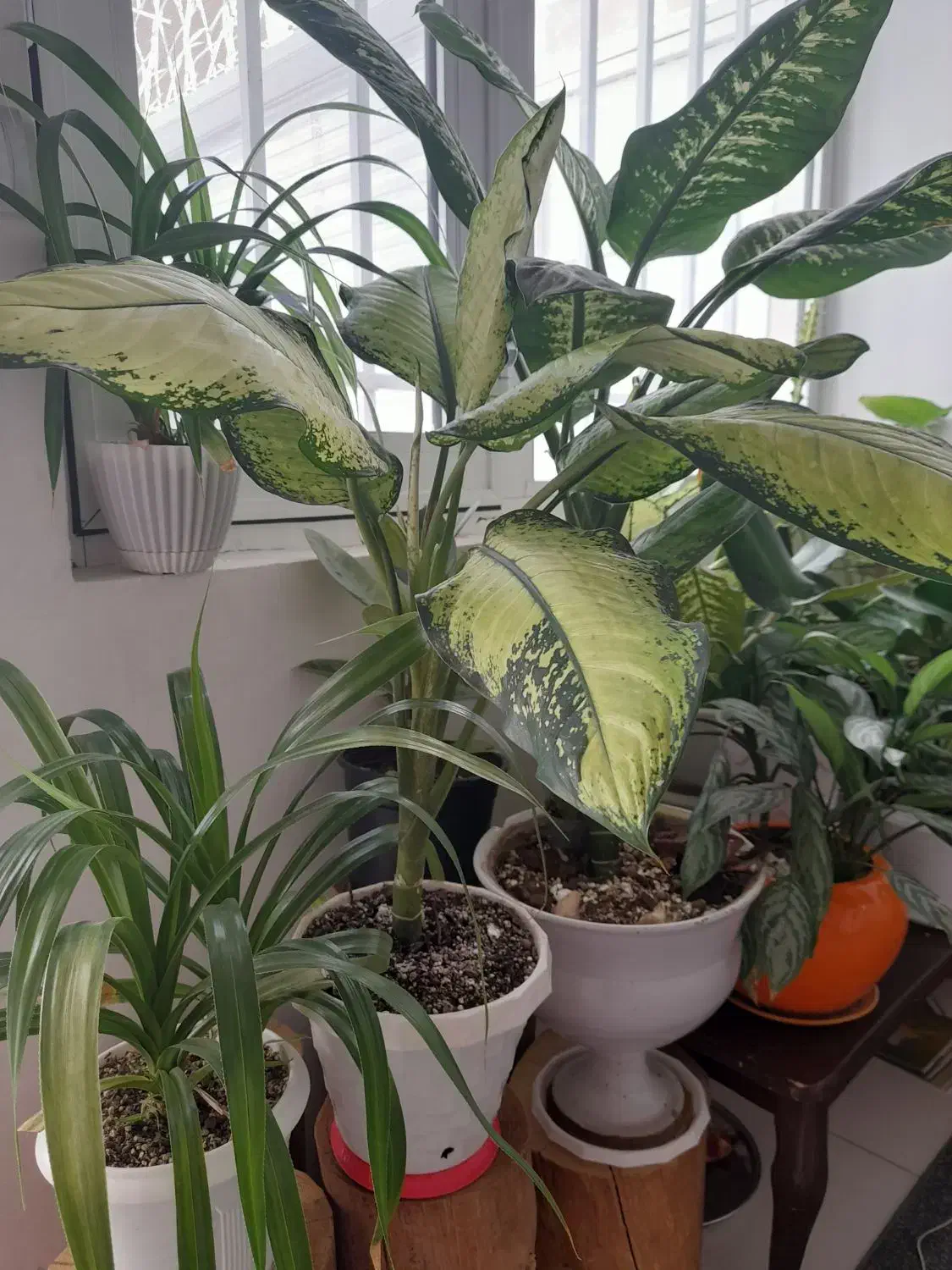 سرحال و شاداب گل|گل و گیاه طبیعی|سبزوار, فیاض|دیوار