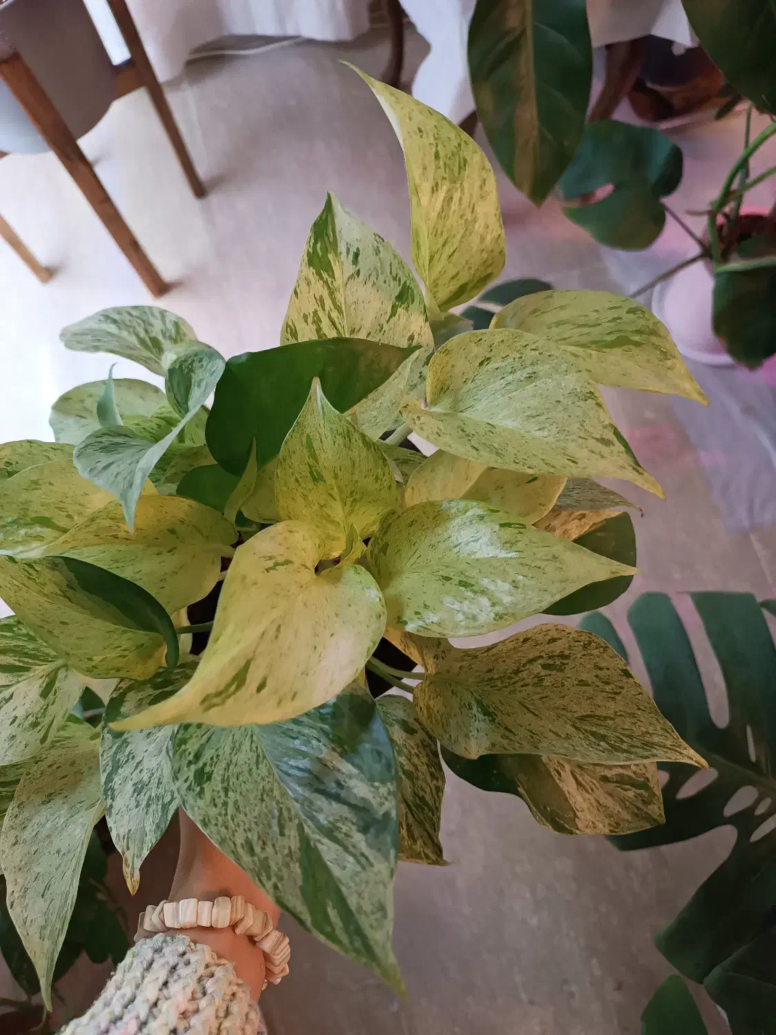 انواع پتوس|گل و گیاه طبیعی|تهران, صادقیه|دیوار