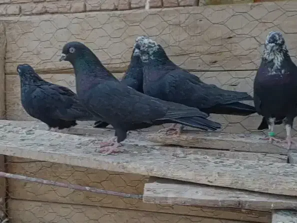 بالقره|پرنده|میاندوآب, |دیوار