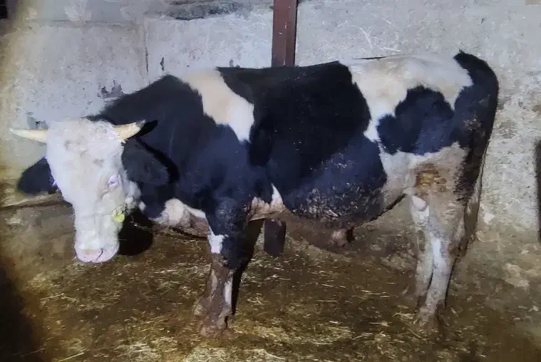 گوساله پای قصابی درجه یک توافقی|حیوانات مزرعه|تهران, جمهوری|دیوار