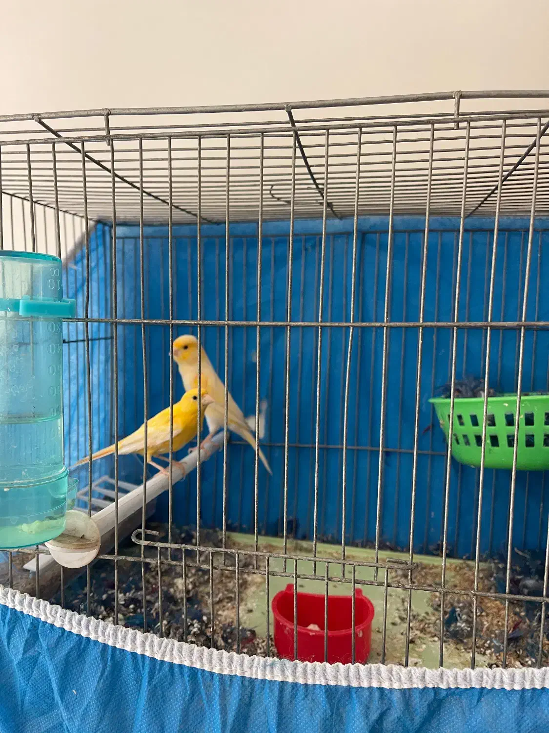 قناری|پرنده|برخوار, |دیوار