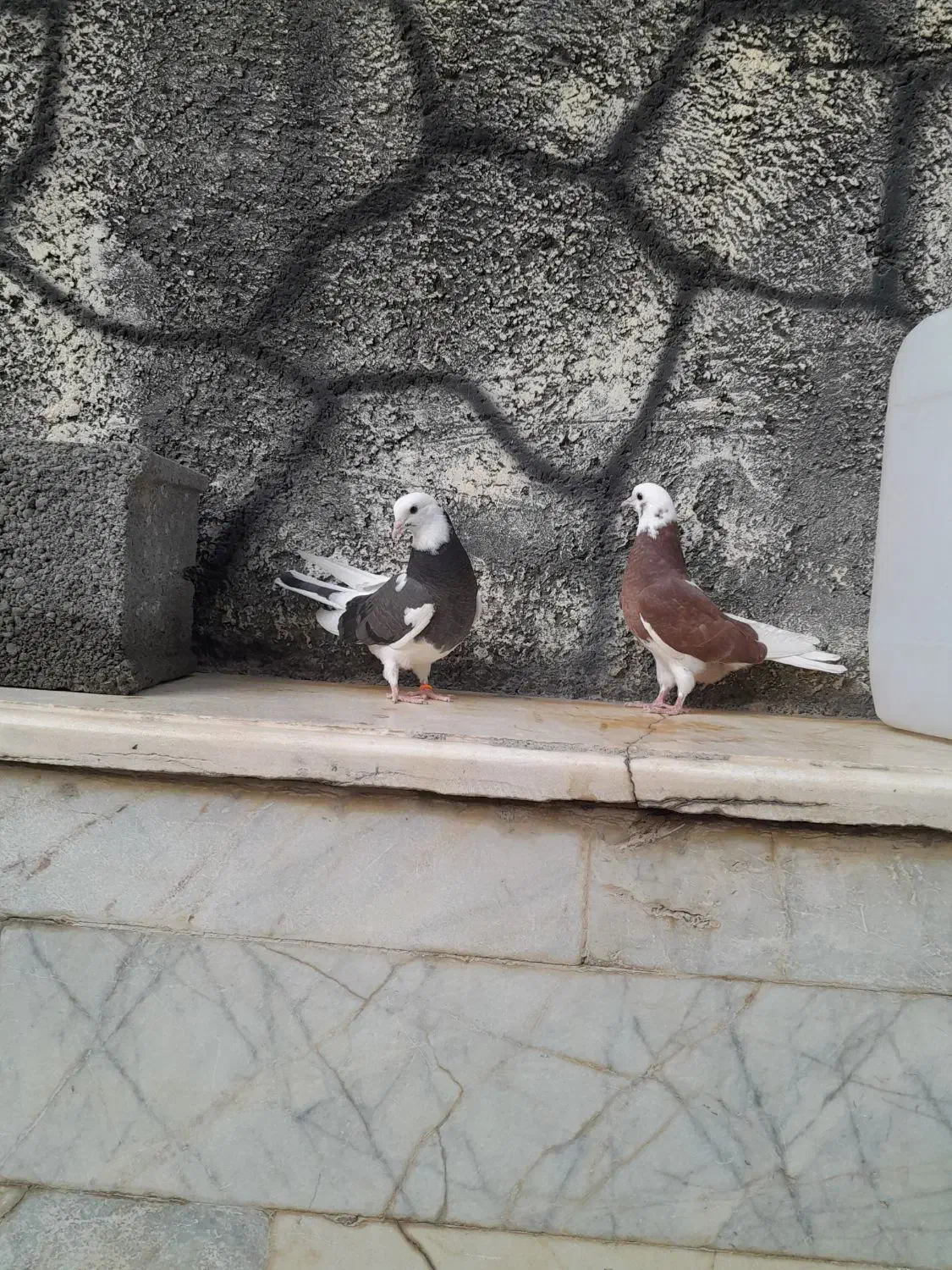 کبوتر تهرانی|پرنده|اصفهان, همدانیان|دیوار