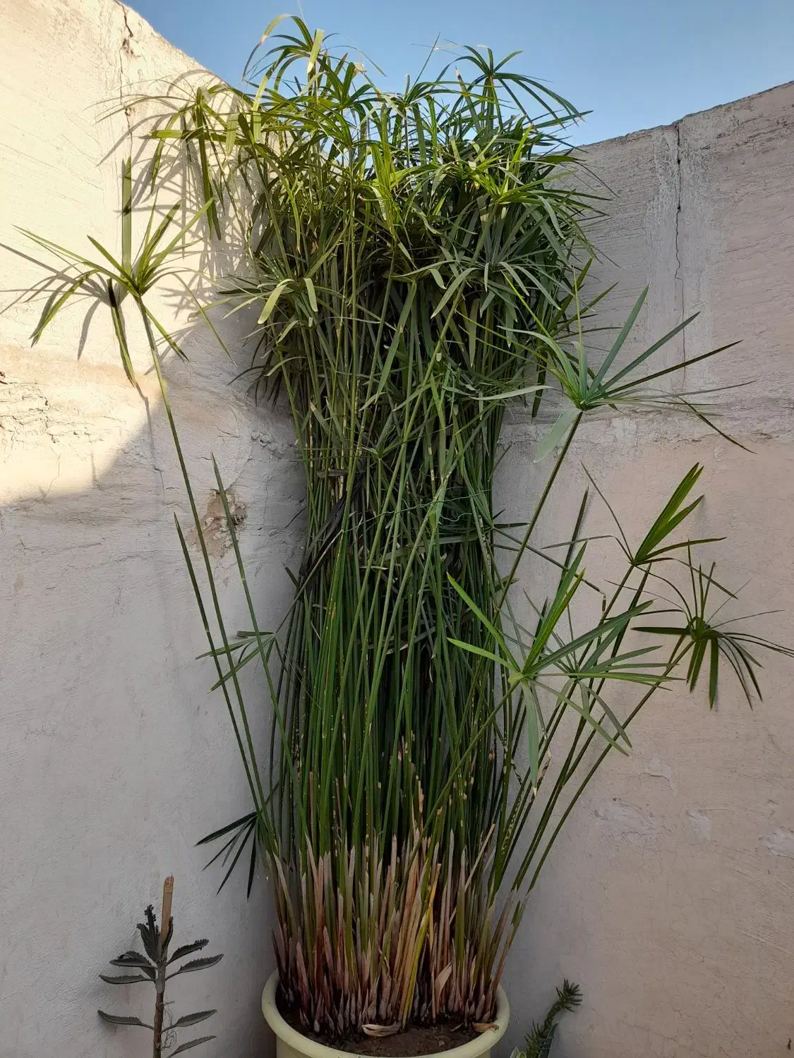 گل مردابی سرحال بزرگ|گل و گیاه طبیعی|مشهد, رسالت|دیوار