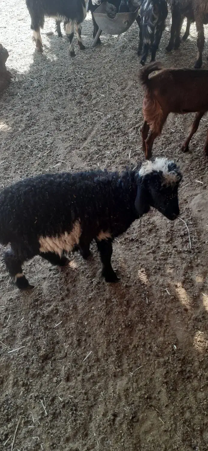 ۱۱۰۰۰۰۰۰|حیوانات مزرعه|لار, |دیوار