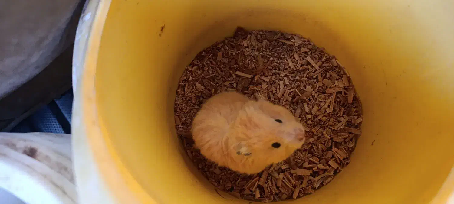 سه عدد همستر بالغ دو عدد ماده یک عدد نر|موش و خرگوش|مشهد, چهارچشمه|دیوار