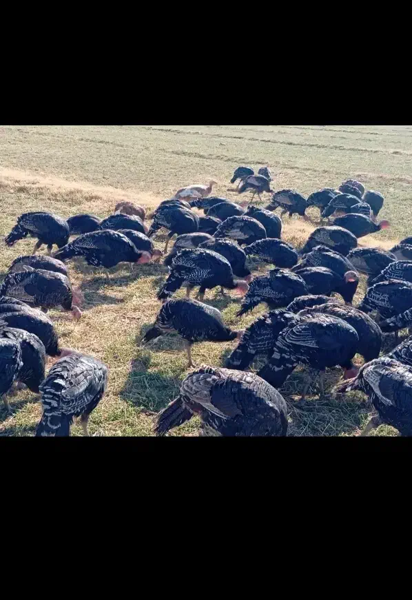 بوقلمون|حیوانات مزرعه|شیراز, حومه شیراز|دیوار