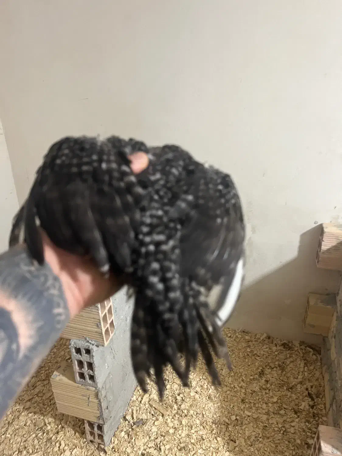 جوجه لاری هندی|حیوانات مزرعه|رشت, پل تالشان|دیوار