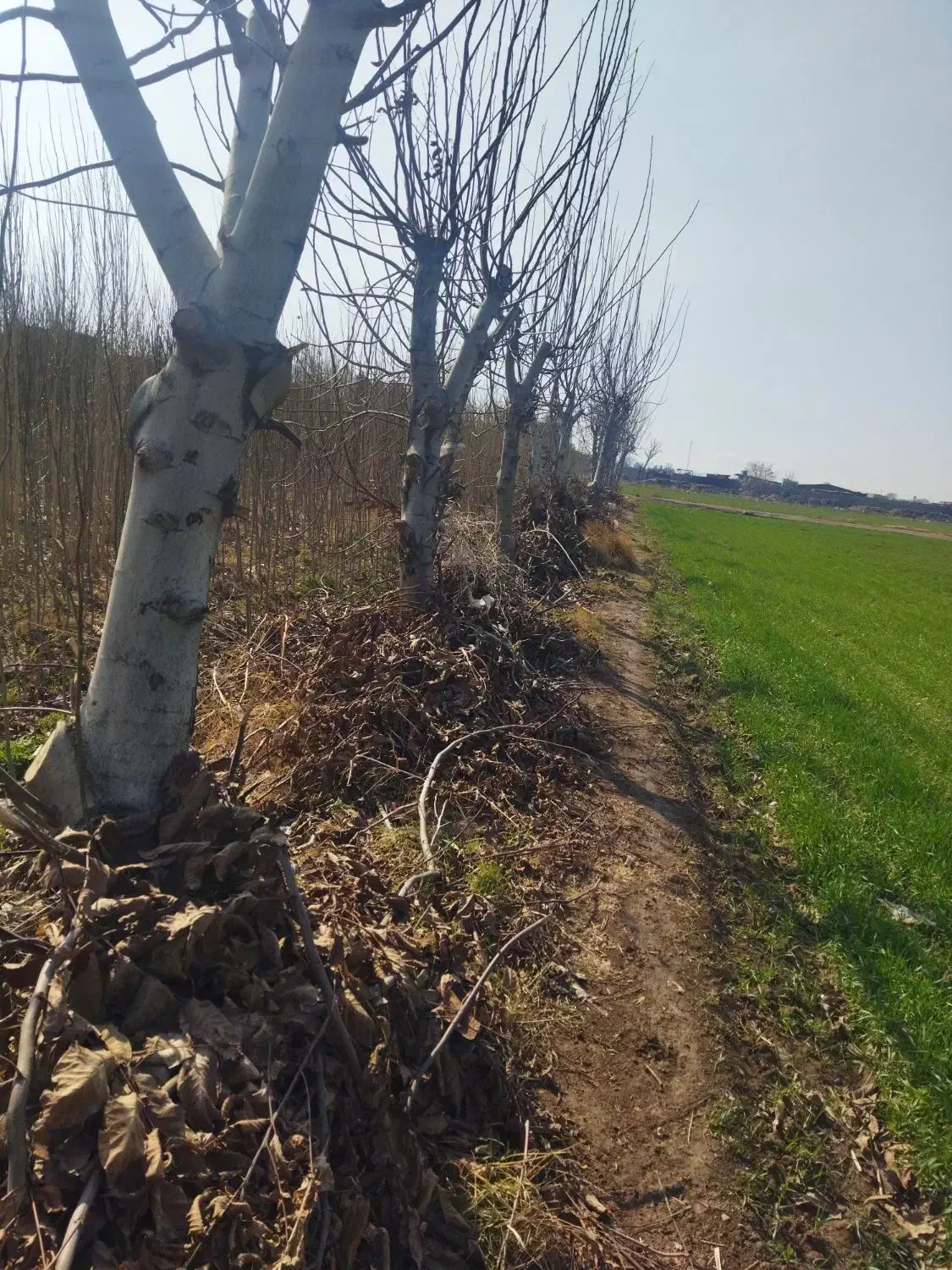 انواع درخت|گل و گیاه طبیعی|قلعه نو, |دیوار