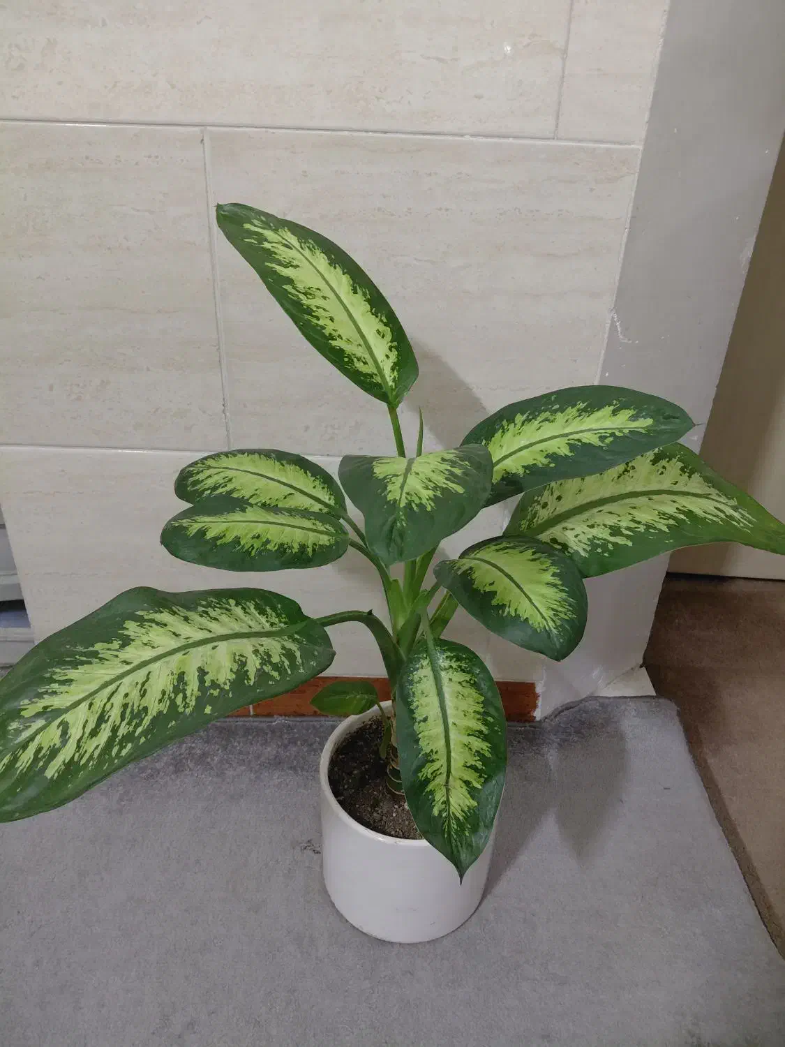 گل آپارتمانی  دیفن باخیا زیبا|گل و گیاه طبیعی|شهریار, شهریار|دیوار