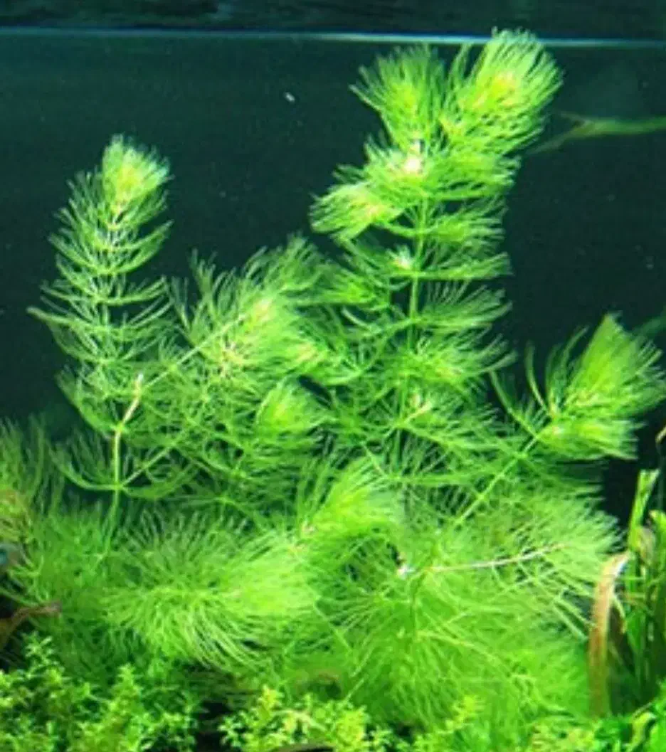 گیاه شیویدی آکواریوم|ماهی|سبزوار, سجاد|دیوار