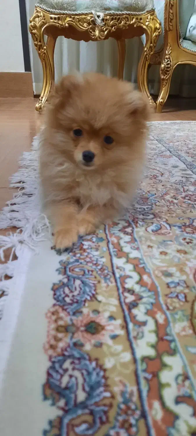 سگ پامرین روباهی ۱۸ میلیون|سگ|شاهینشهر, عطار|دیوار