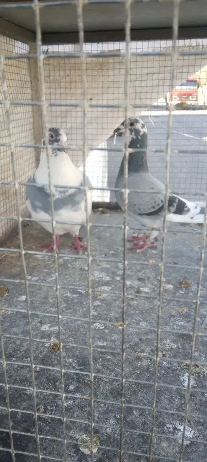 کبوتر رنگی و دورگ|پرنده|شاهینشهر, نبوت|دیوار