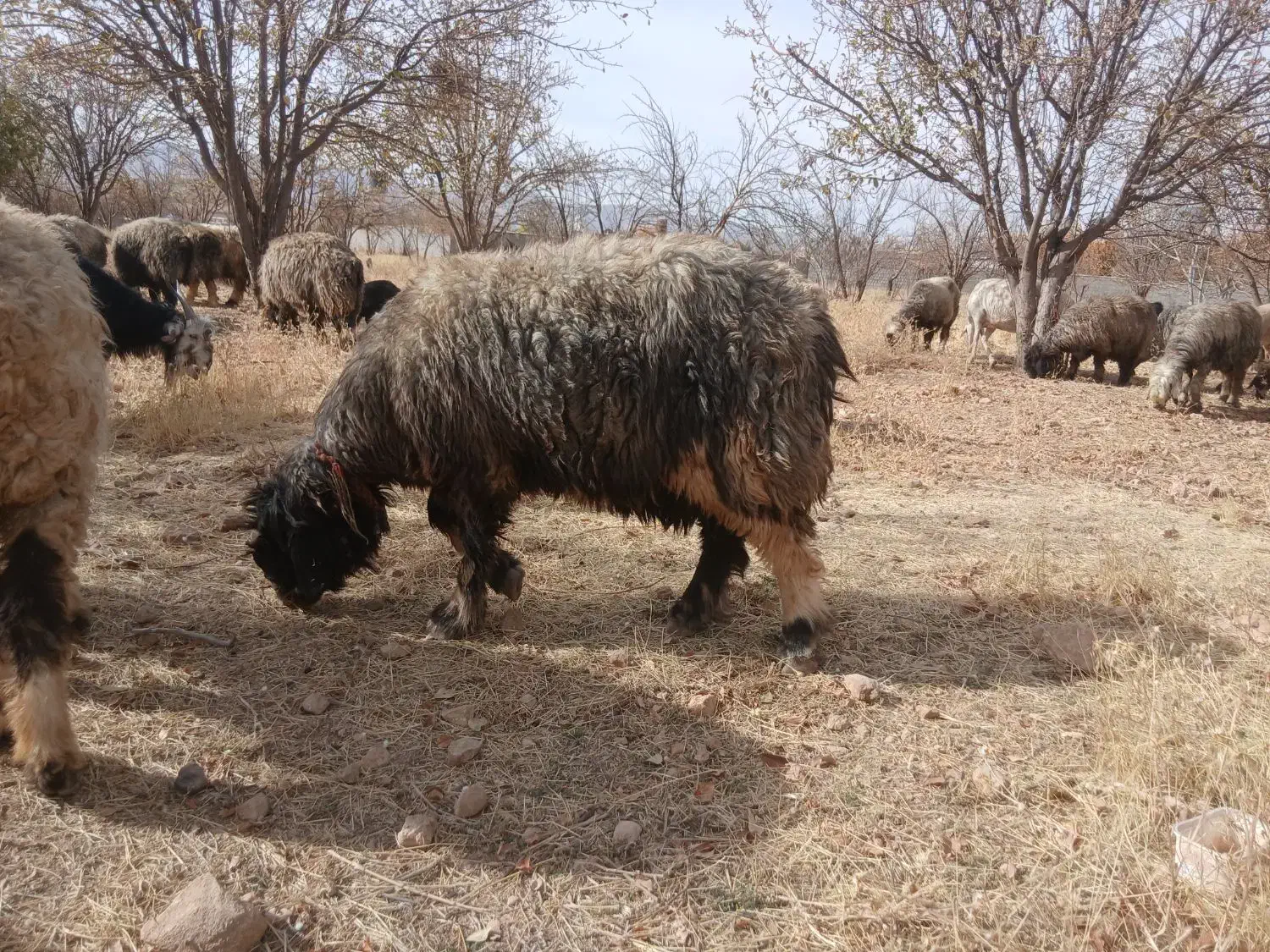 فروش،میش،بختیاری قنقر|حیوانات مزرعه|ارژن, |دیوار