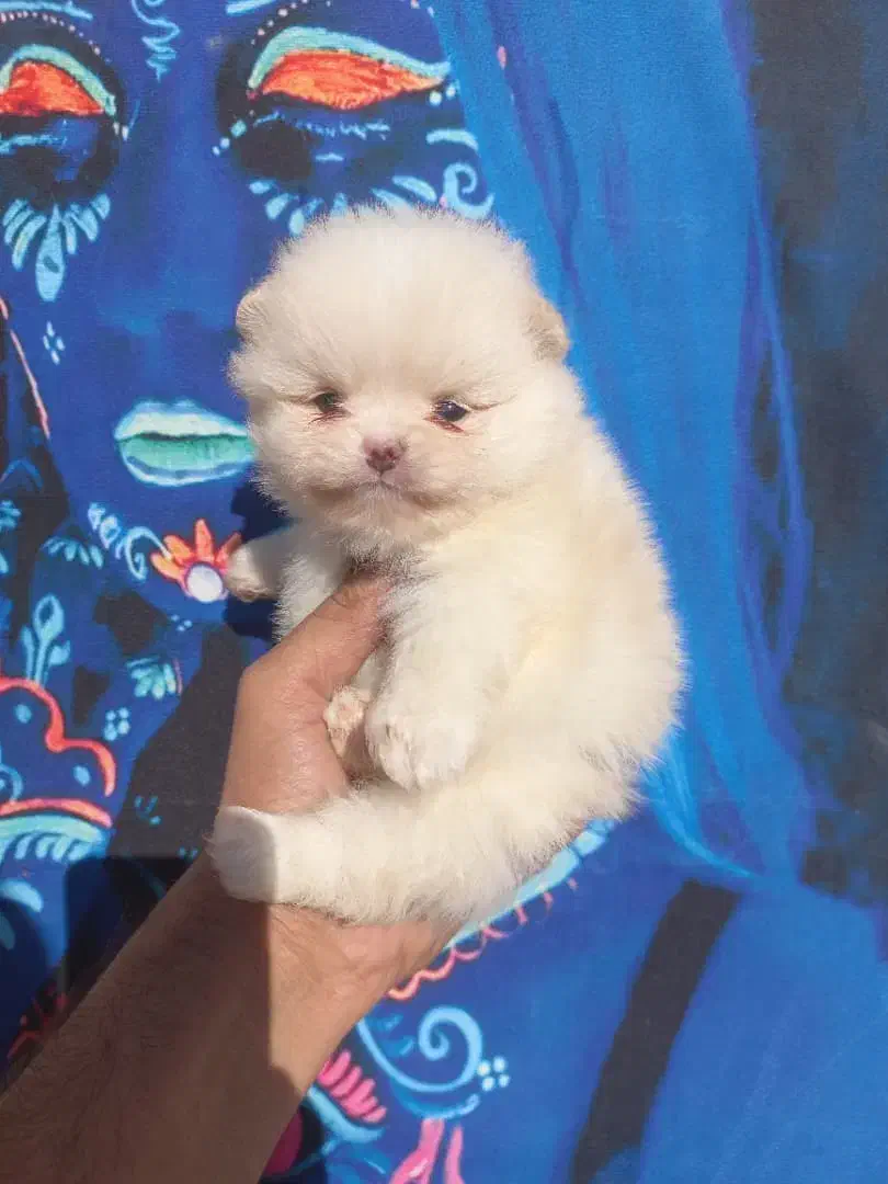 سگ توله پامرانین پامر،، خرسی جیبی،، مینیاتوری|سگ|آمل, |دیوار