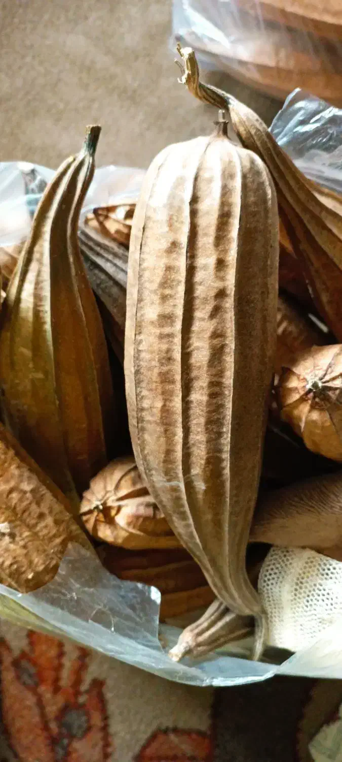 گیاه لیف|لوازم حمام|جویبار, |دیوار