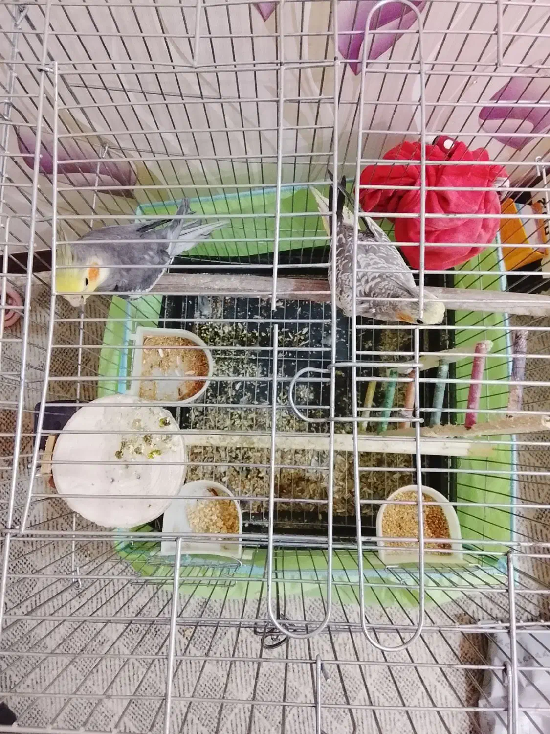 دو عدد عروس هلندی نر و ماده همراه قفس و کلبه 2400|پرنده|اهواز, کوی سعدی|دیوار