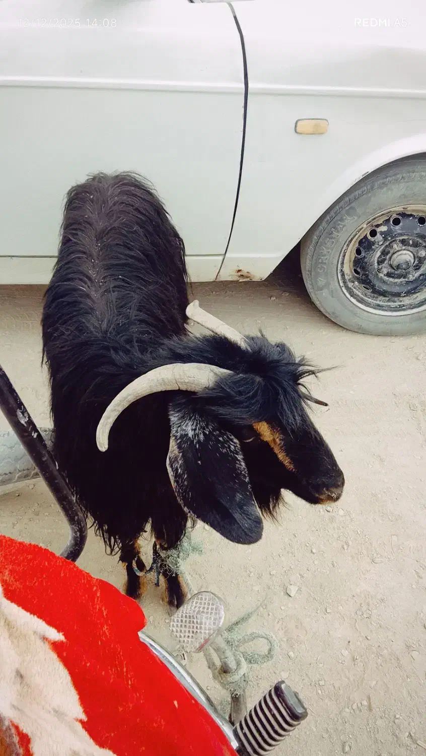 گوسفند|حیوانات مزرعه|سراوان, |دیوار