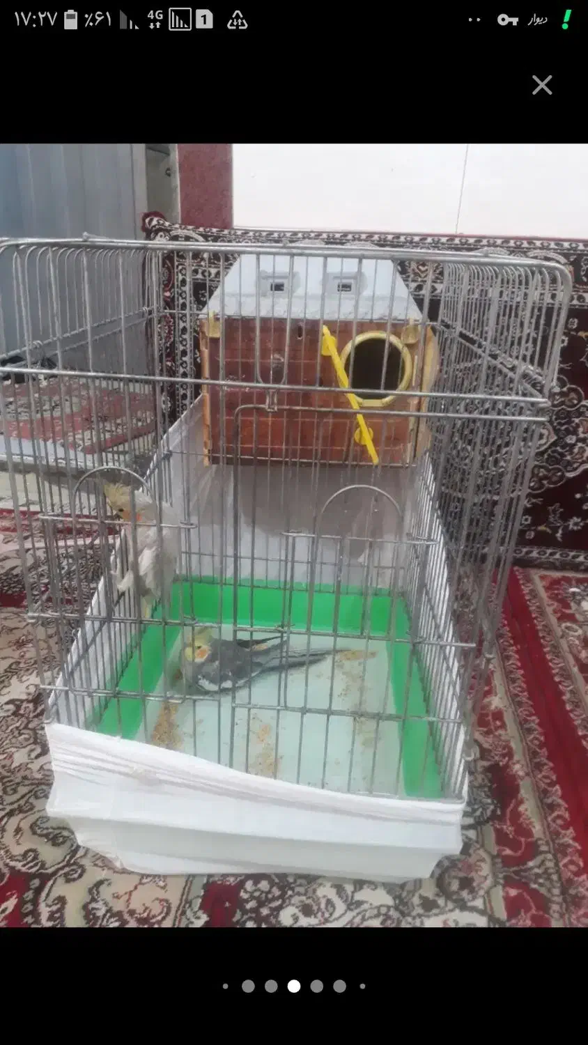 عروس هلندی قفس وتجهیزات فوری بعلت نیاز مالی|پرنده|تبریز, |دیوار
