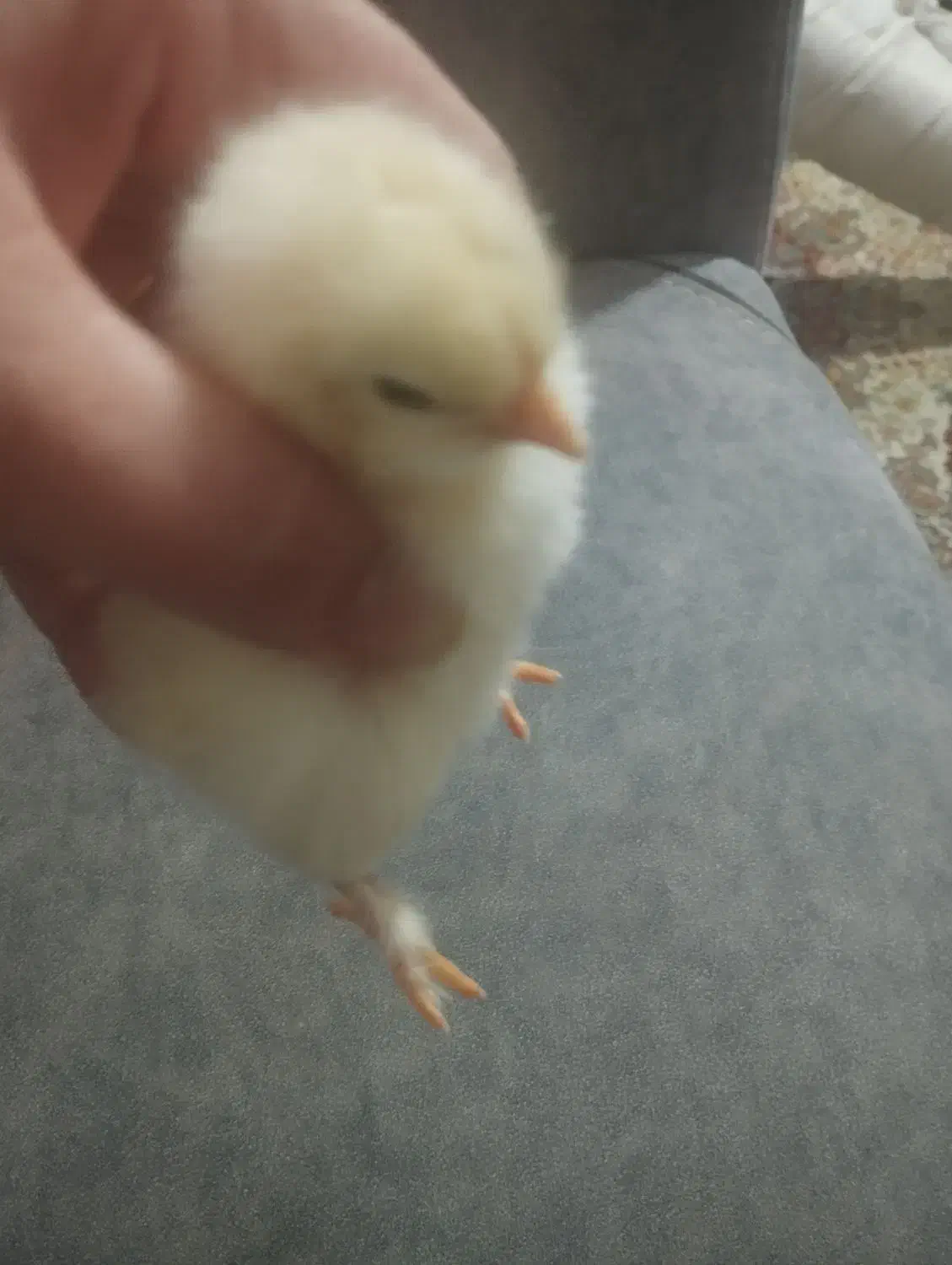 اردک خارجی .بوقلمون . قره قا. وول.خروس برهما|حیوانات مزرعه|قائمشهر, |دیوار