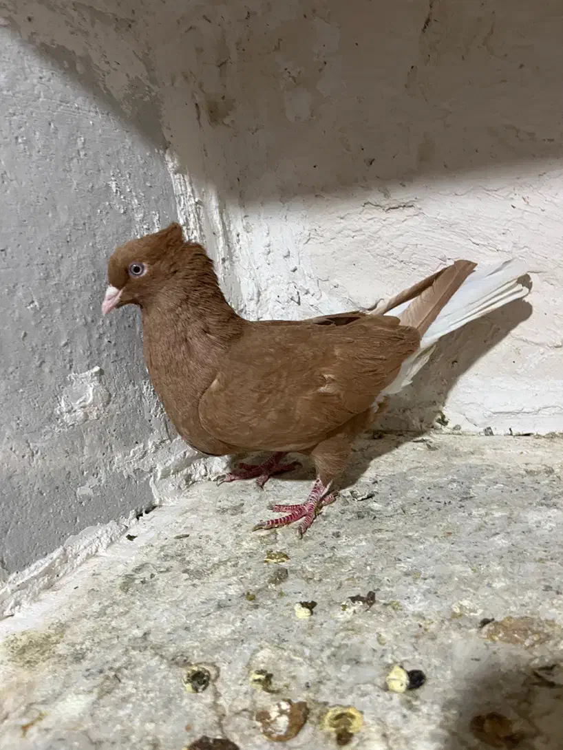 ماده زرد دم سفید|پرنده|فسا, |دیوار