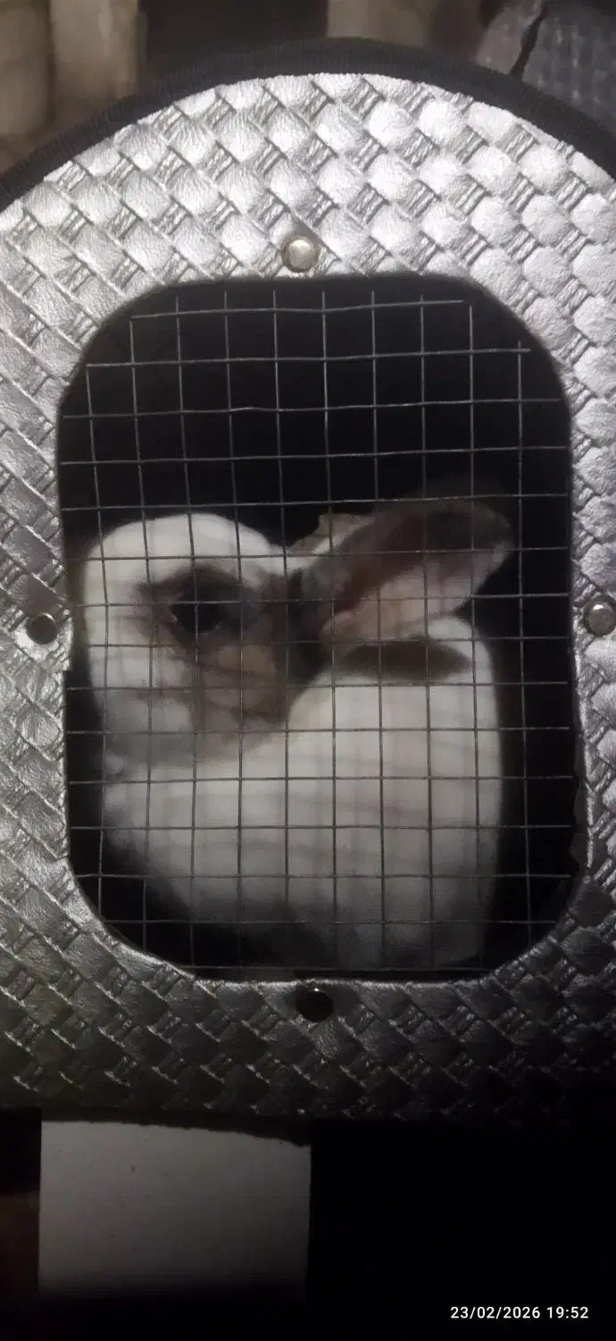 خرگوش|موش و خرگوش|محمدیه-قزوین, |دیوار