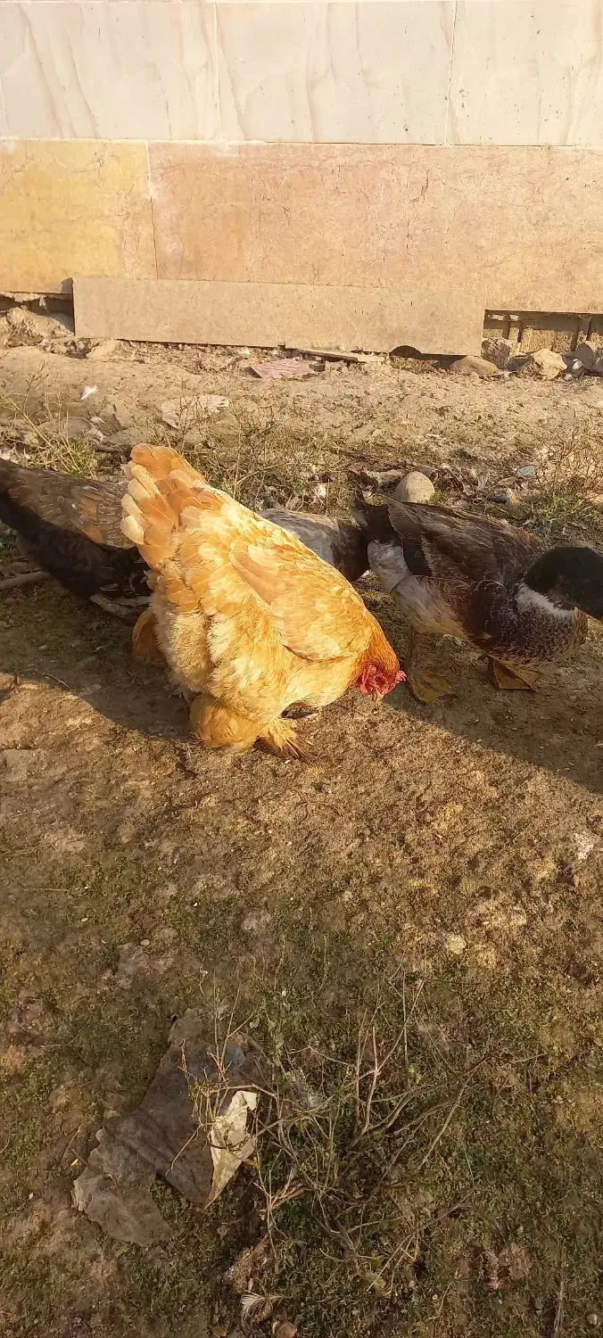 چند عدد مرغ وخروس|حیوانات مزرعه|لاهیجان, بازکیاگوراب|دیوار