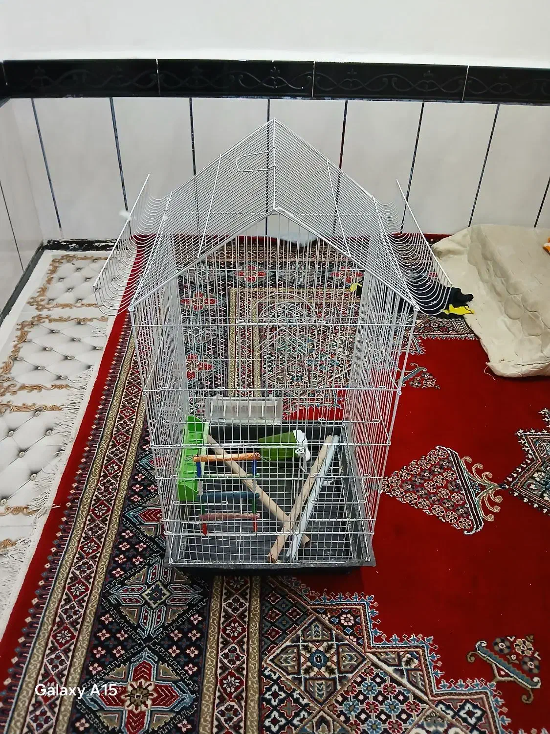 حمیدیه|لوازم جانبی حیوانات|سوسنگرد, |دیوار