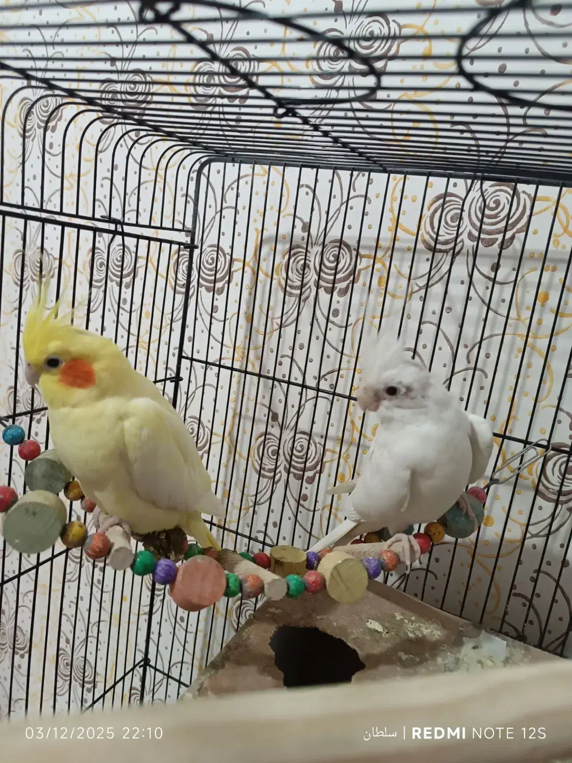 یک جفت عروس هلندی کاملا سالم و زرنگ|پرنده|گلبهار, شهر جدید گلبهار|دیوار