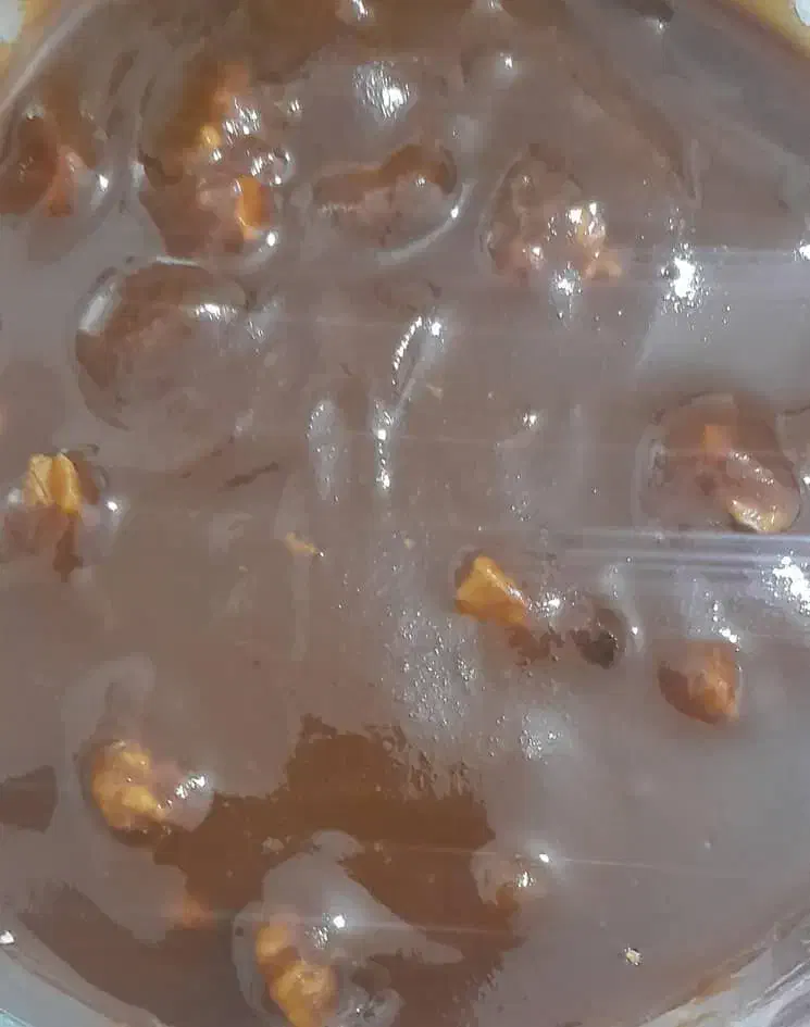 سمنو خانگی پر مغز با جوانه گندم|خوردنی و آشامیدنی|شیراز, شهرک ایثار|دیوار