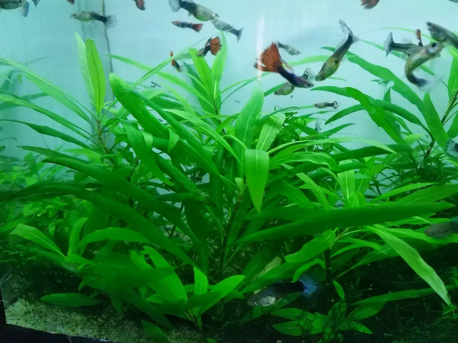 گیاه اکواریوم|ماهی|شیراز, هفت تنان|دیوار