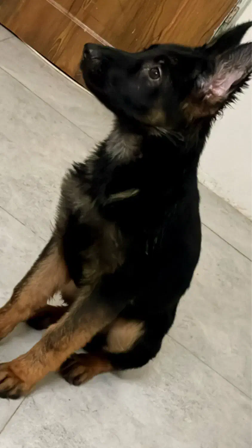 ژرمن شپرد شولاین اصیل گوش ۱۱ ۳ ماهه شناسنامه دار|سگ|مشهد, امیریه|دیوار