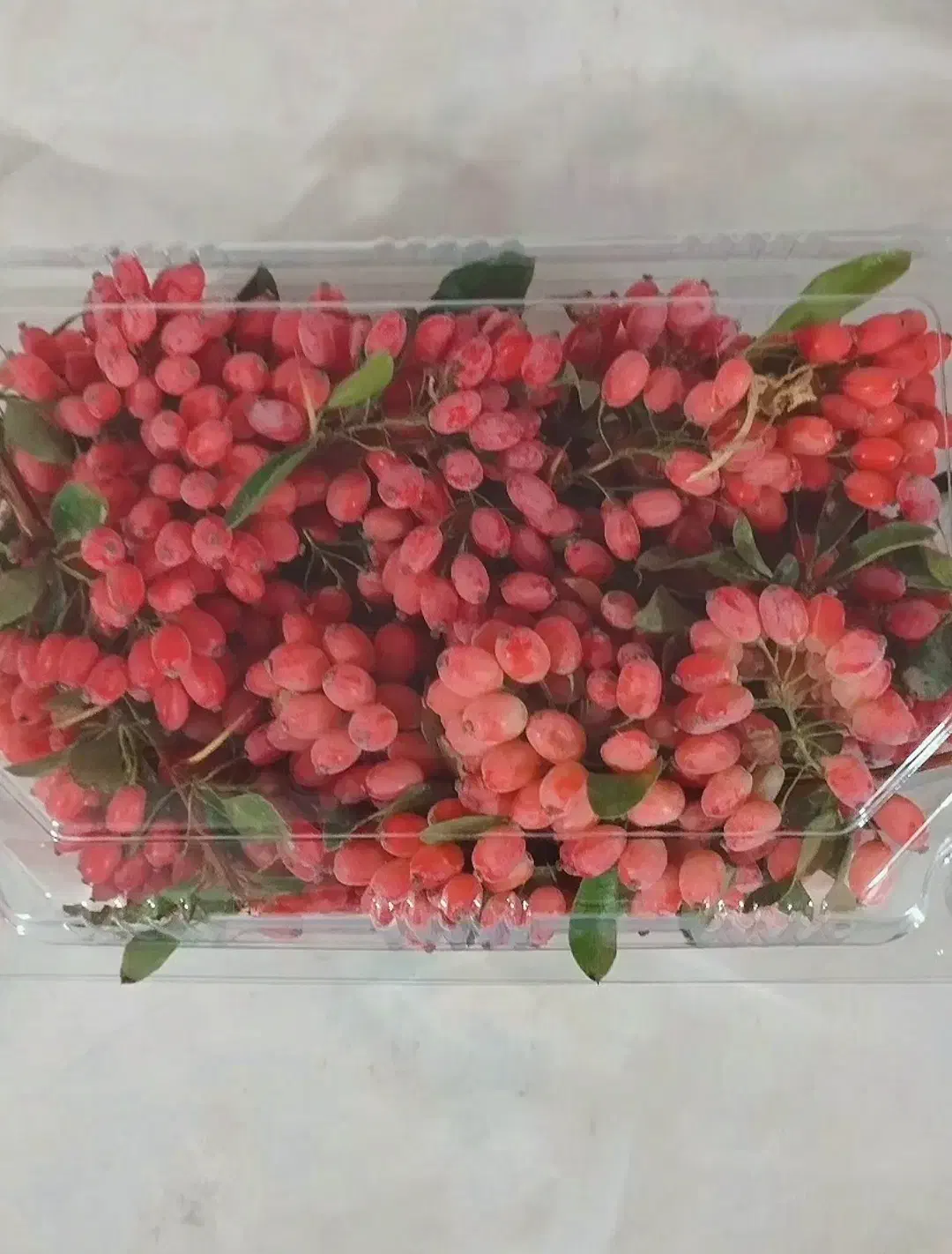 زرشک پفکی تازه ،دست چین شده و باکیفیت|خوردنی و آشامیدنی|شاهینشهر, حافظ شمالی|دیوار