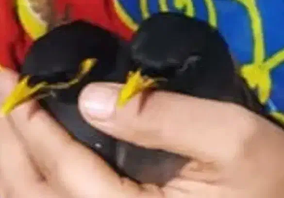 مرغ مینا و عروس هلندی|پرنده|شاهین‌شهر, شهرک هشت بهشت|دیوار