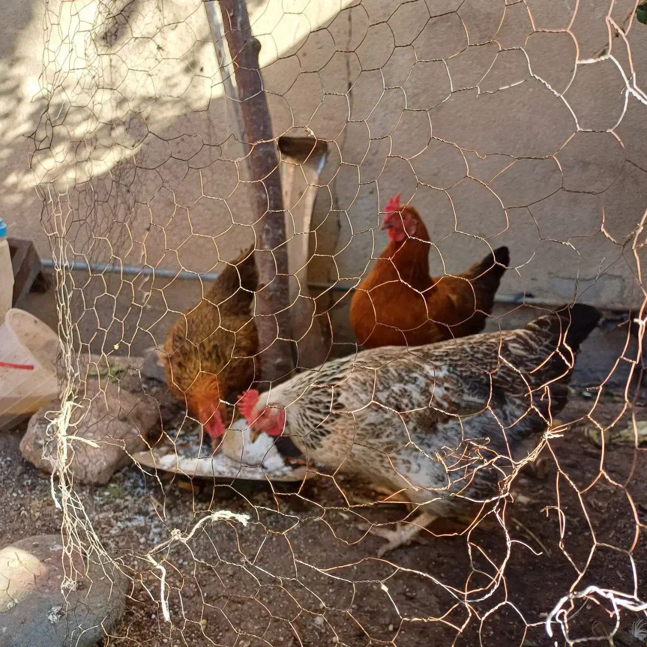 مرغ تخم گذار محلی|حیوانات مزرعه|هشتگرد, شهرک اداری|دیوار